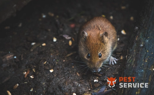 Дератизация в Магнитогорске